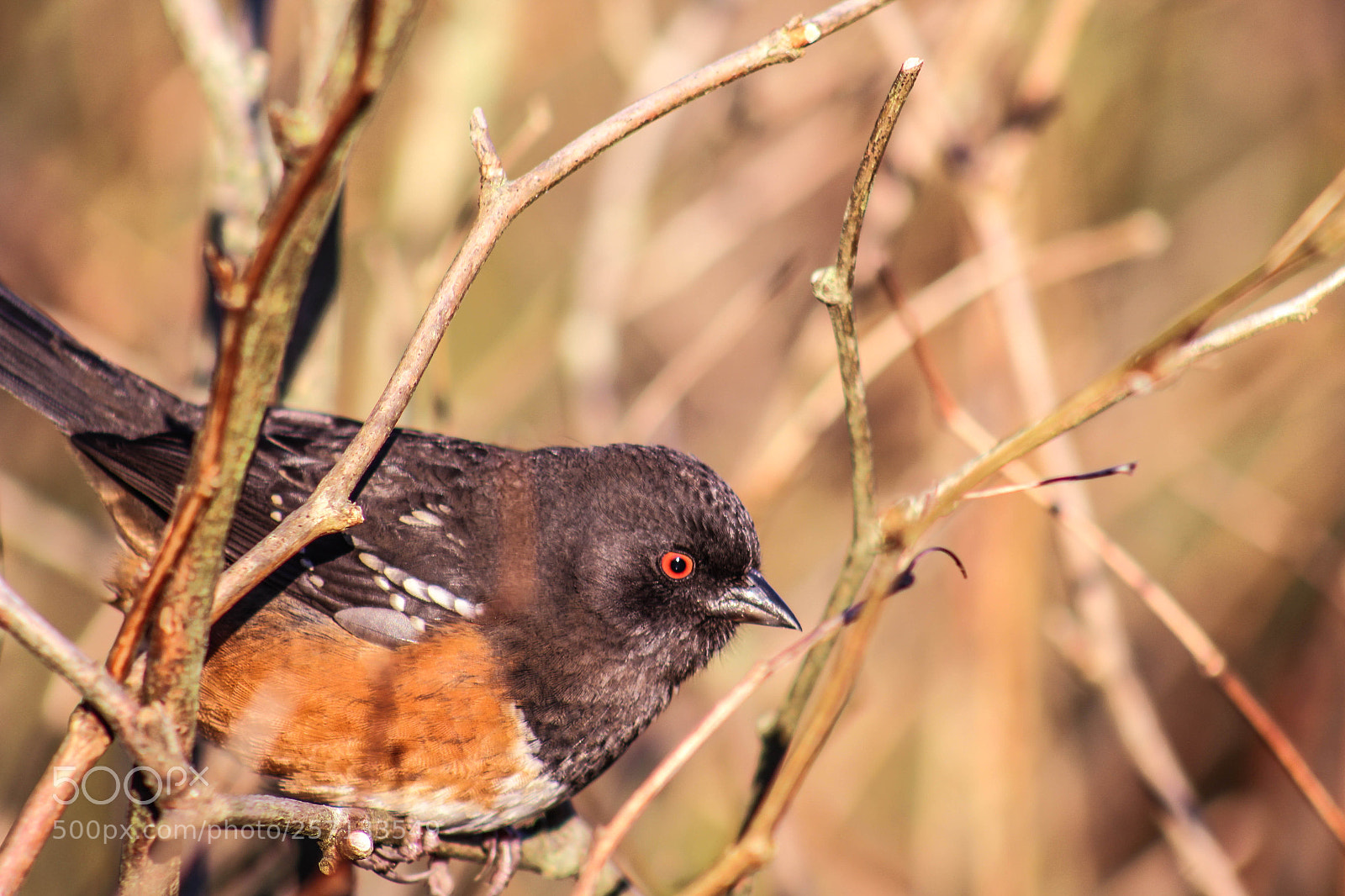 Canon EOS 700D (EOS Rebel T5i / EOS Kiss X7i) sample photo. Bird in the wild photography