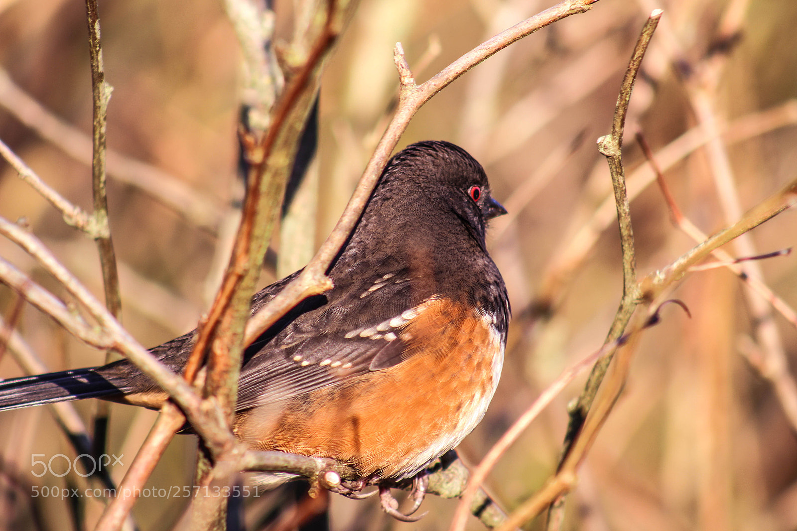 Canon EOS 700D (EOS Rebel T5i / EOS Kiss X7i) sample photo. Bird in the wild photography