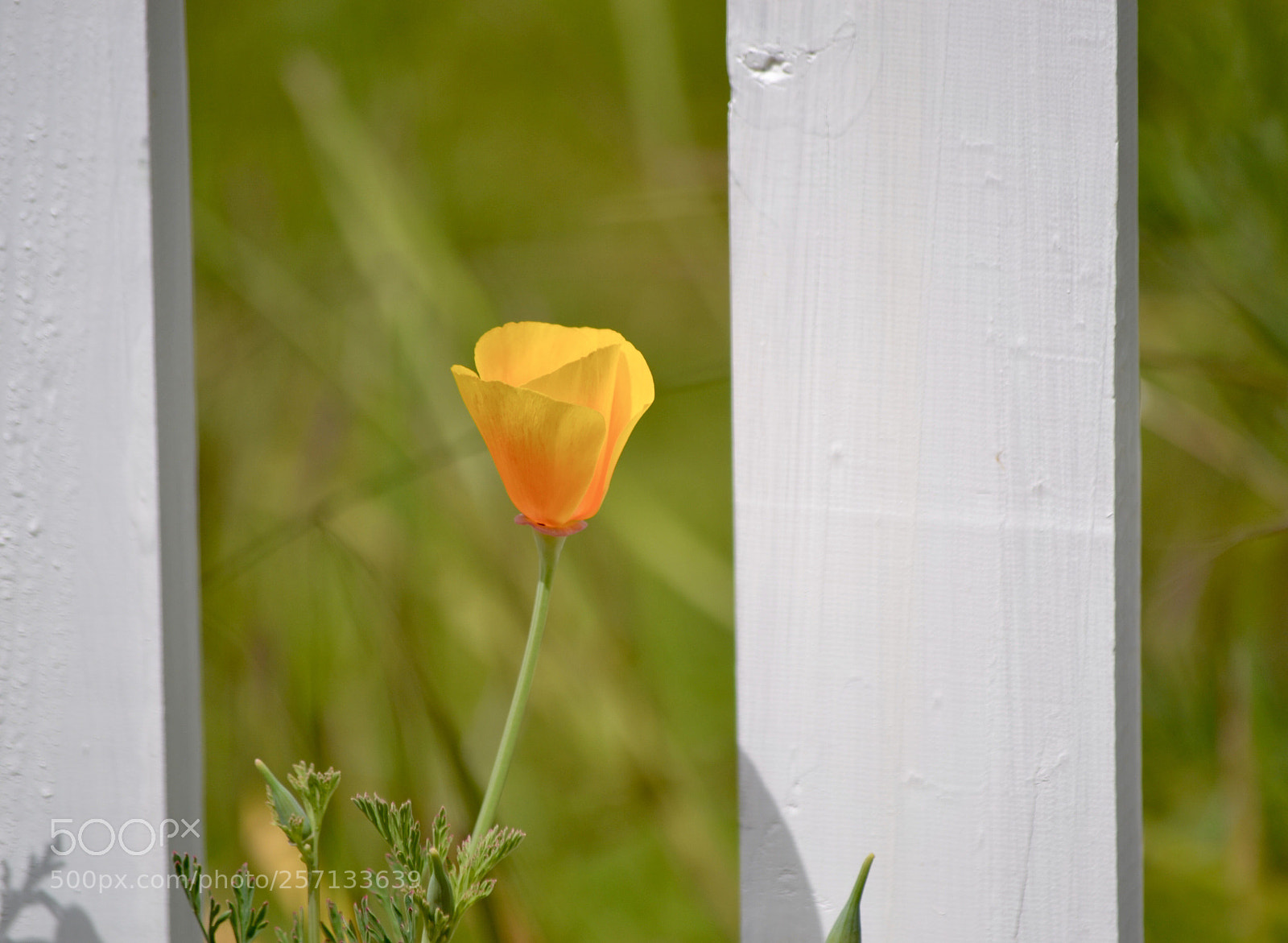 Nikon D3100 sample photo. California poppy photography