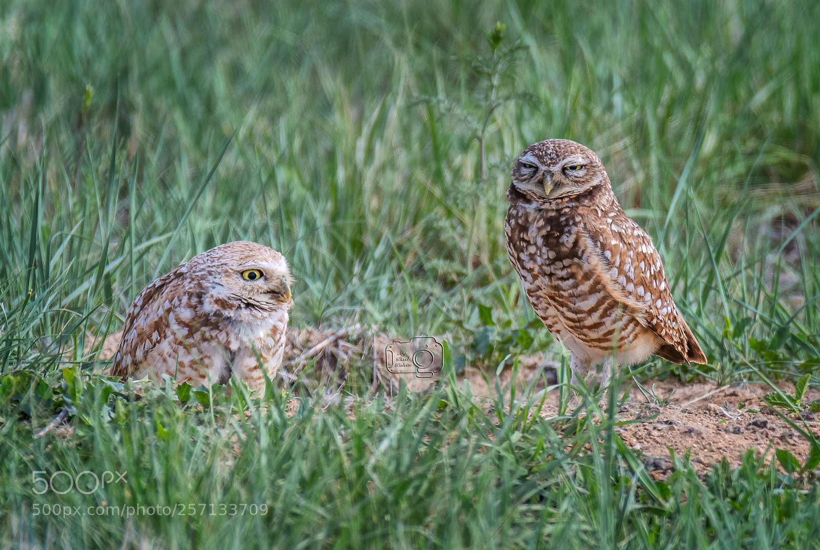 Nikon D500 sample photo. Burrowing owl photography