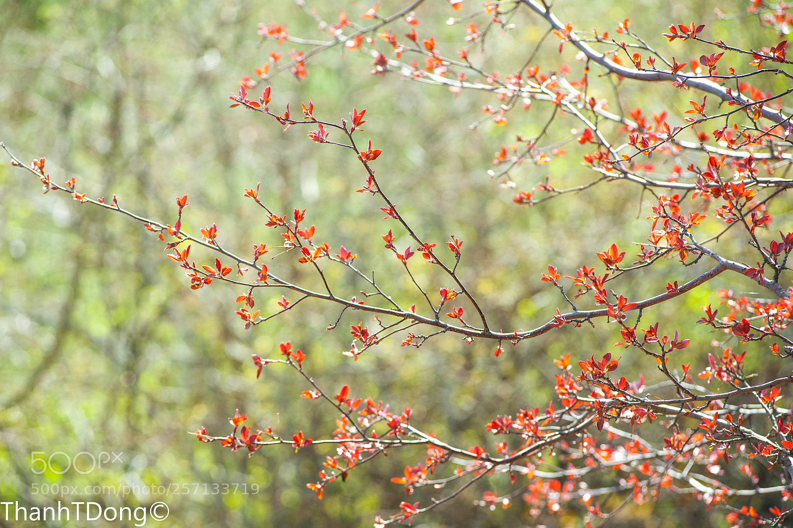 Nikon D700 sample photo. Spring awakening photography