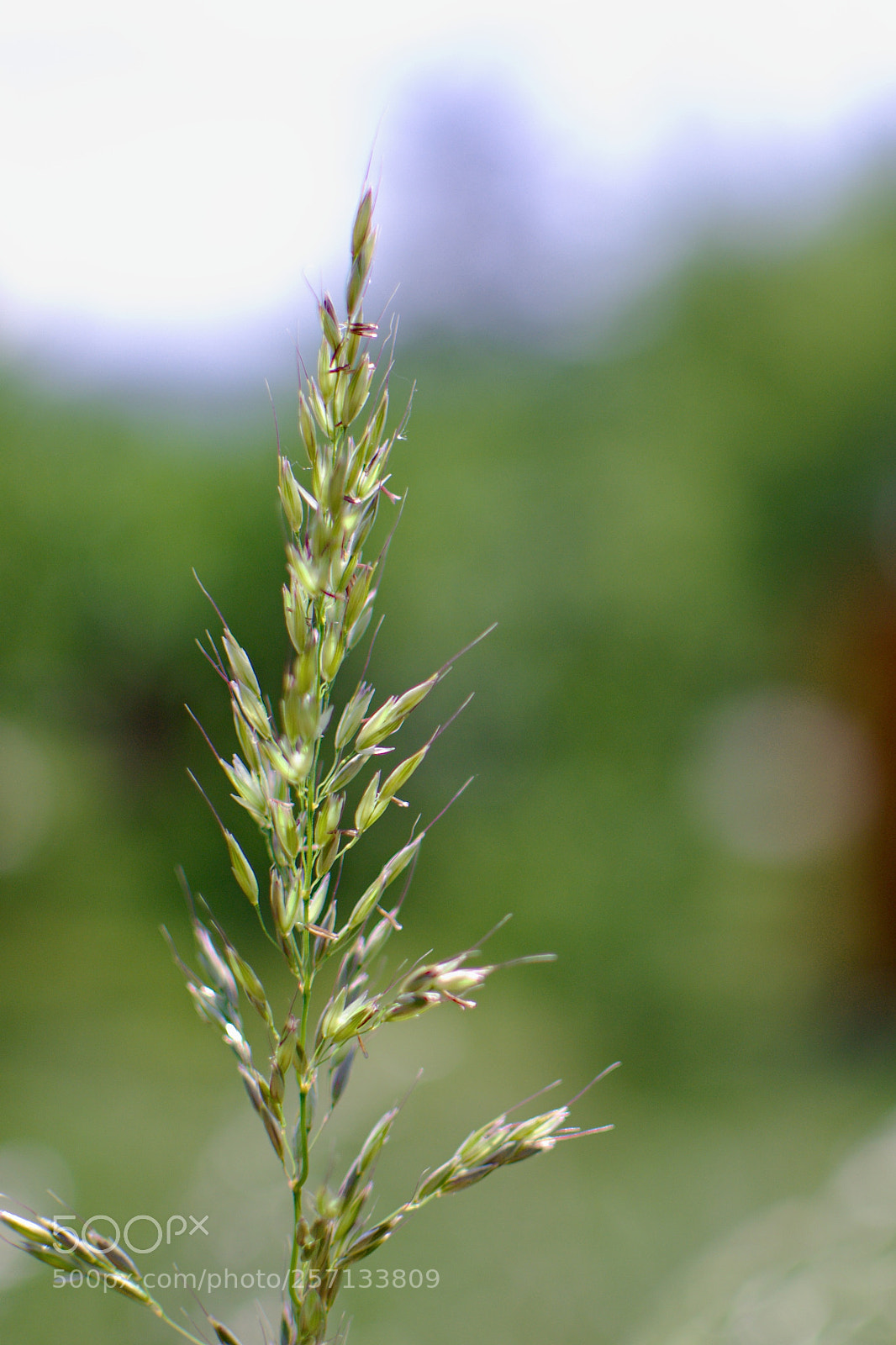 Nikon D3100 sample photo. Grass photography
