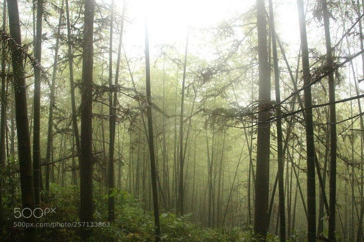 Canon EOS 700D (EOS Rebel T5i / EOS Kiss X7i) sample photo. Bamboo forest photography