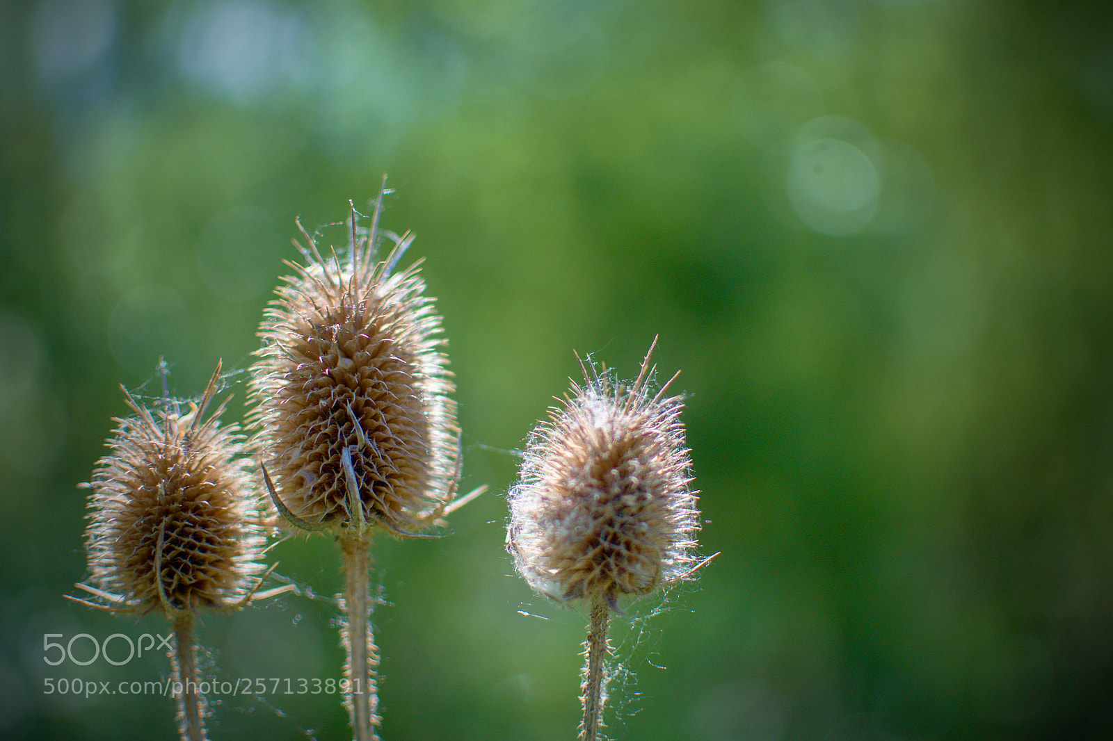 Nikon D3100 sample photo. Bodliak photography