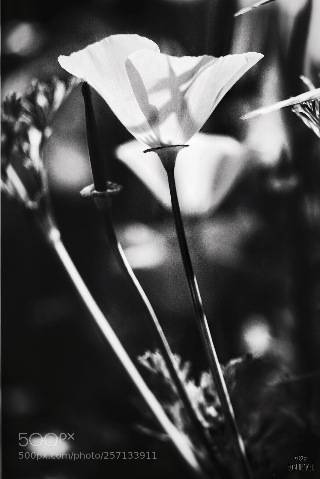 Fujifilm X-T2 sample photo. Shadow writings photography