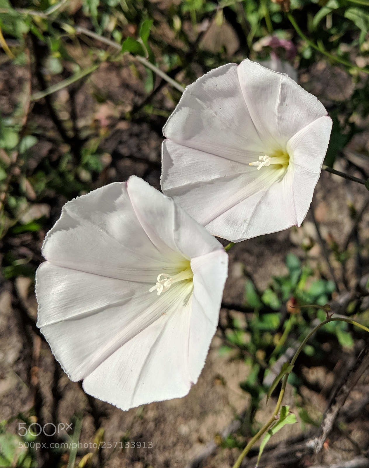 Google Pixel 2 XL sample photo. Untitled photography
