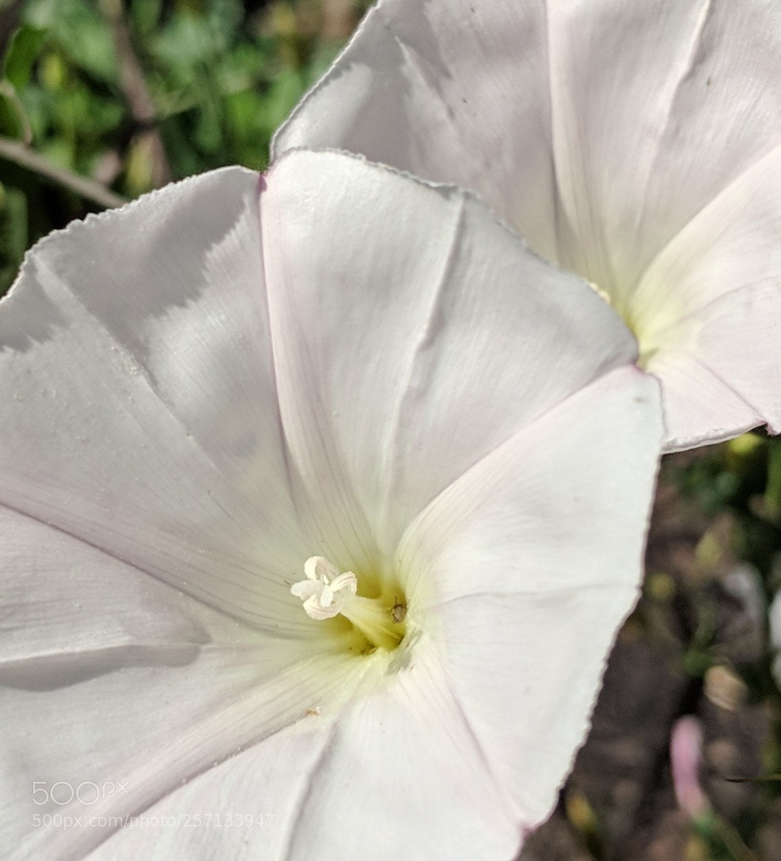 Google Pixel 2 XL sample photo. Untitled photography