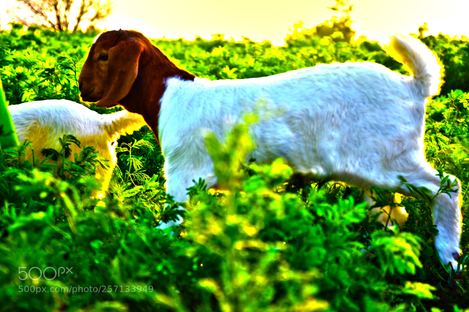 Nikon D7200 sample photo. Untitled photography