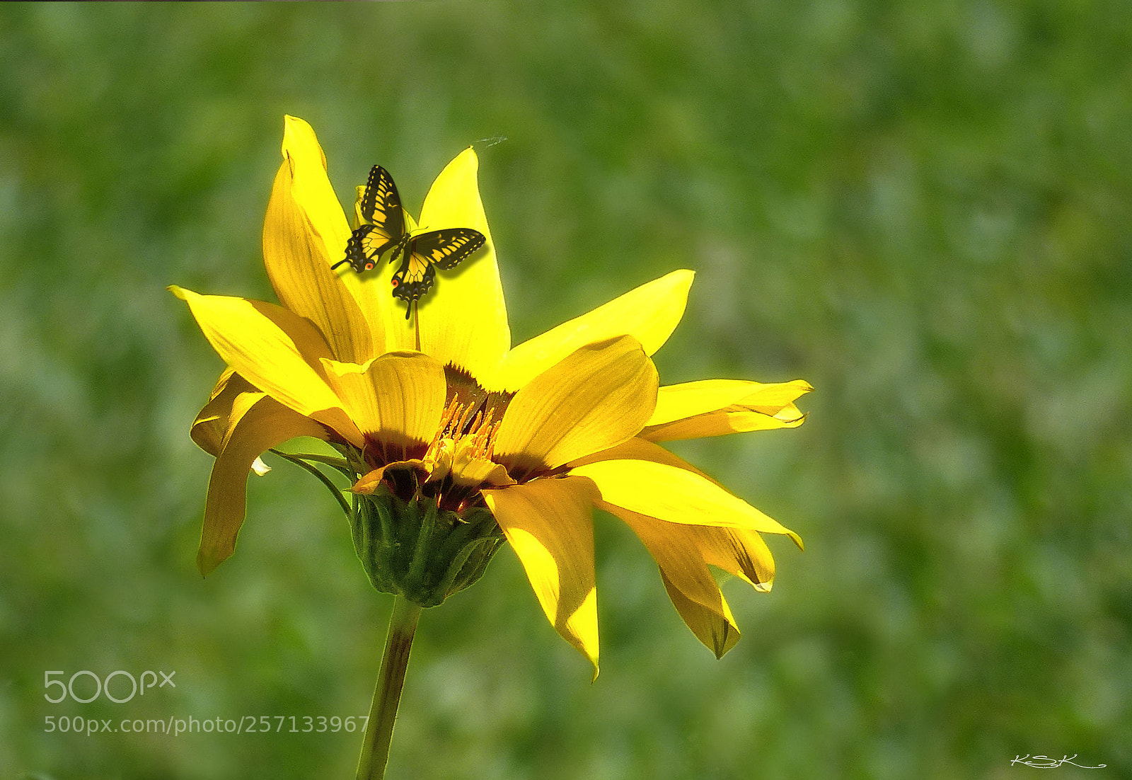Panasonic Lumix DMC-FZ200 sample photo. Yellow photography