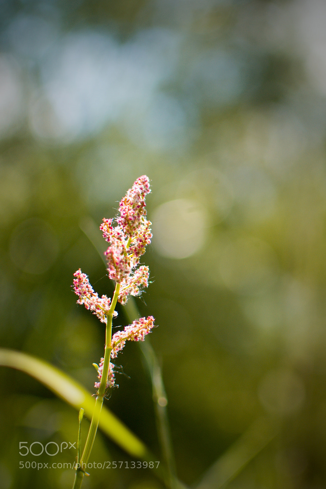 Nikon D3100 sample photo. Wild grass photography