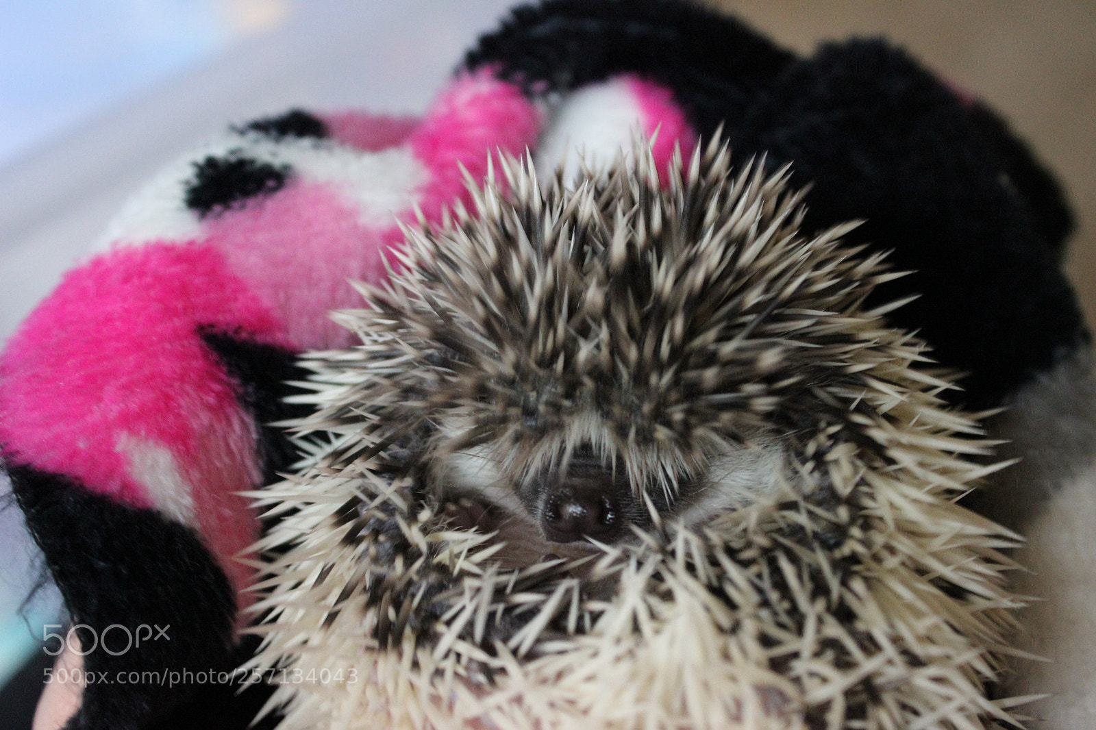 Canon EOS 600D (Rebel EOS T3i / EOS Kiss X5) sample photo. Img photography