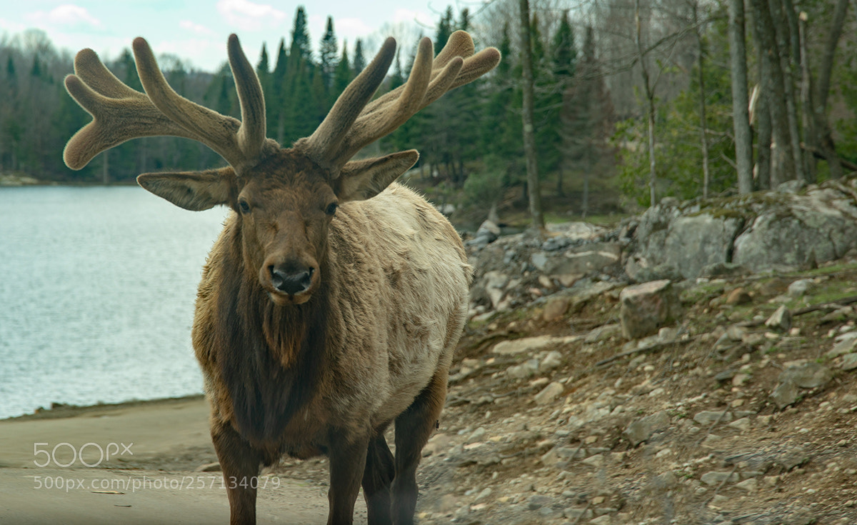 Nikon D610 sample photo. Wapiti @ lake photography