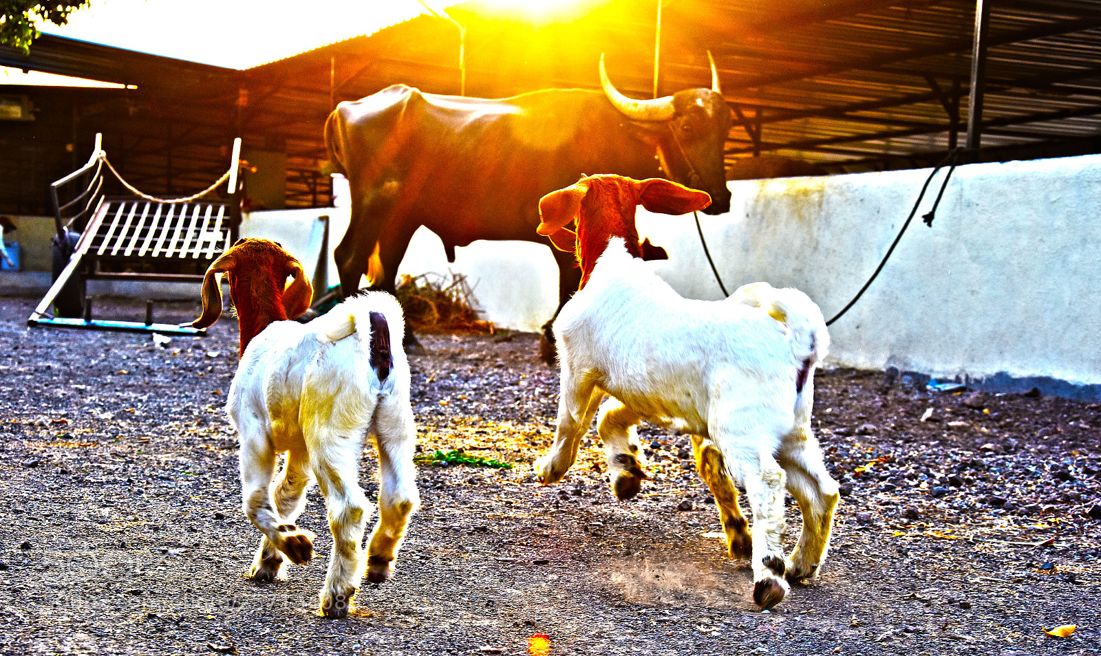 Nikon D7200 sample photo. Untitled photography
