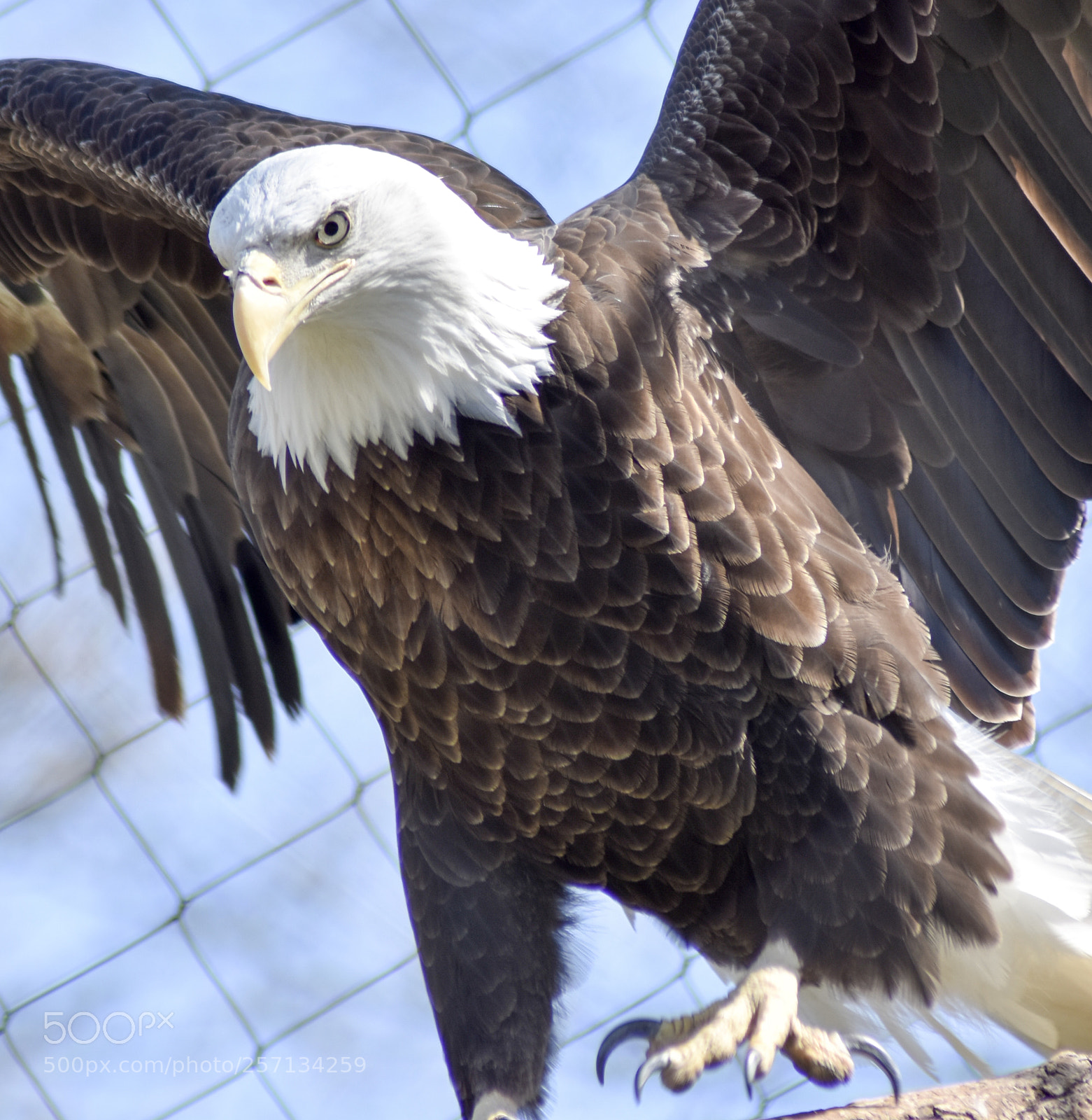Nikon D3400 sample photo. Pure america! photography