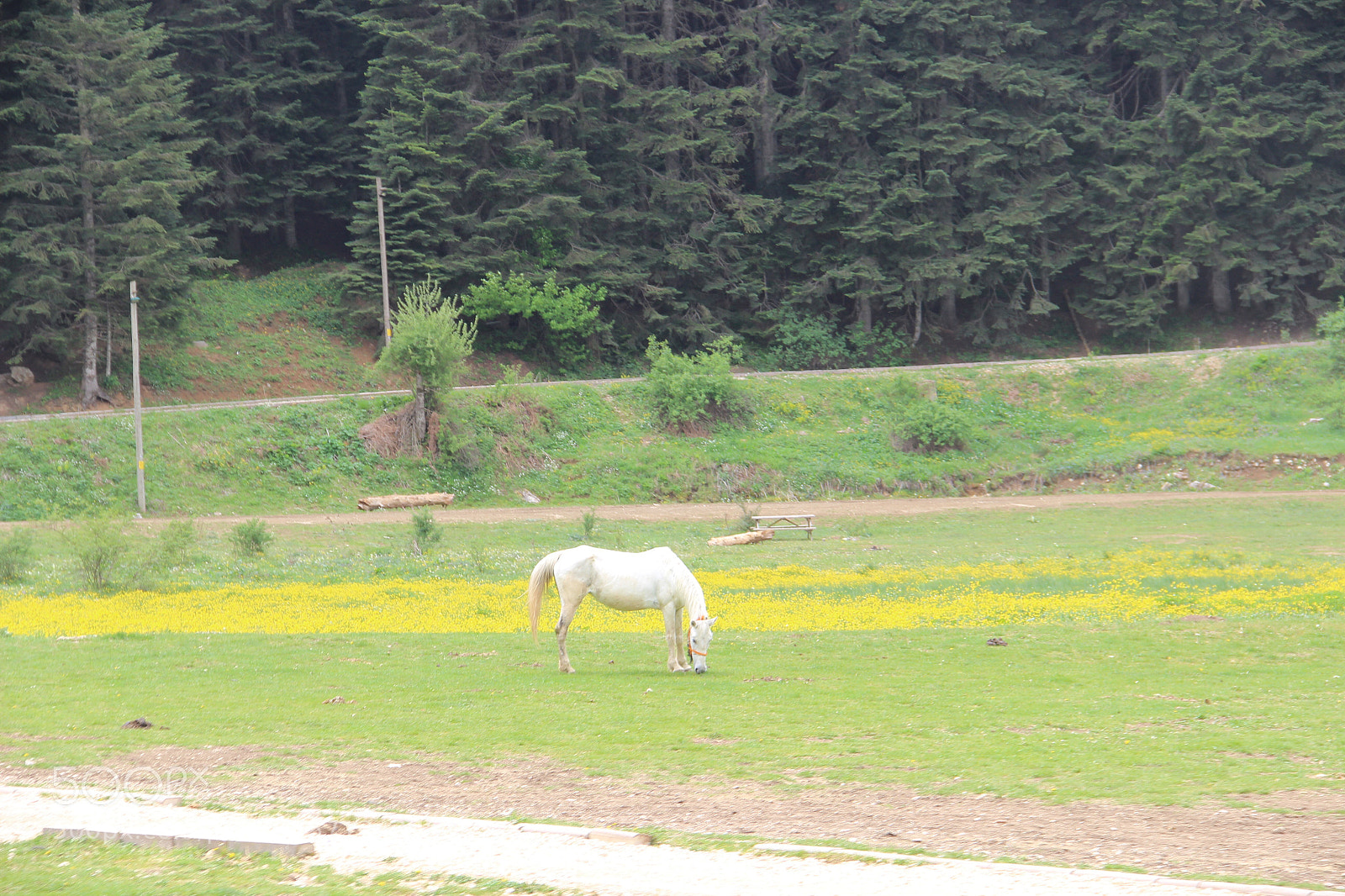 Canon EOS 600D (Rebel EOS T3i / EOS Kiss X5) sample photo. White horse  photography