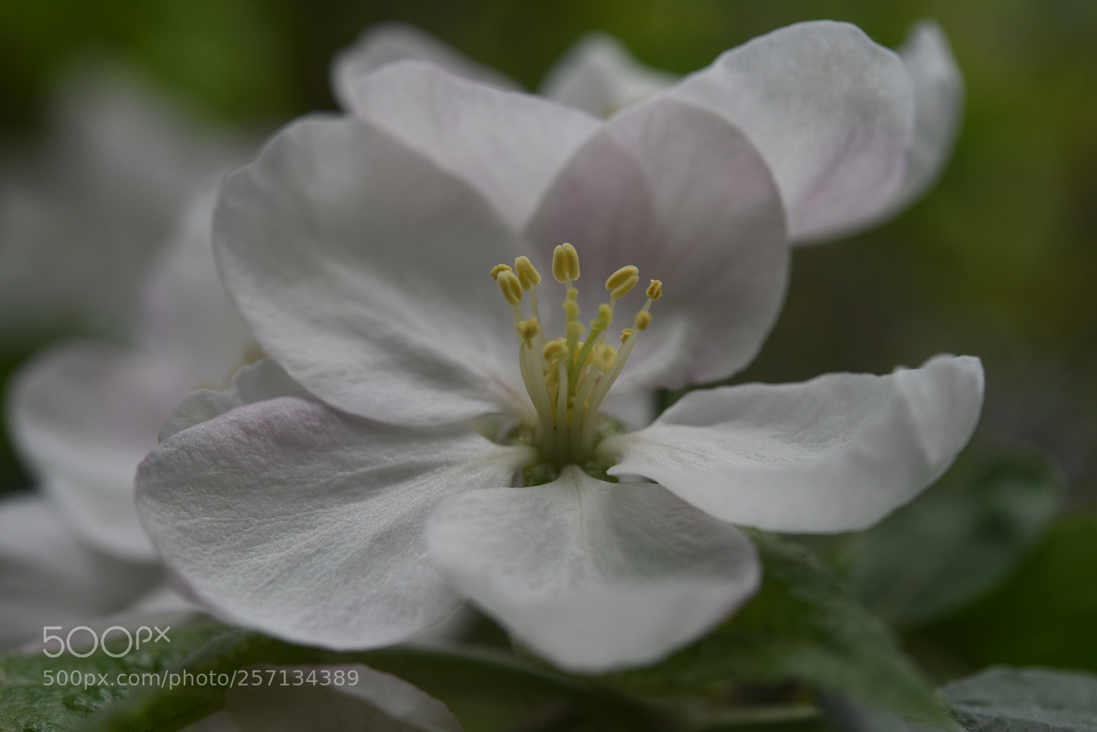 Nikon D750 sample photo. Flowering apple tree photography