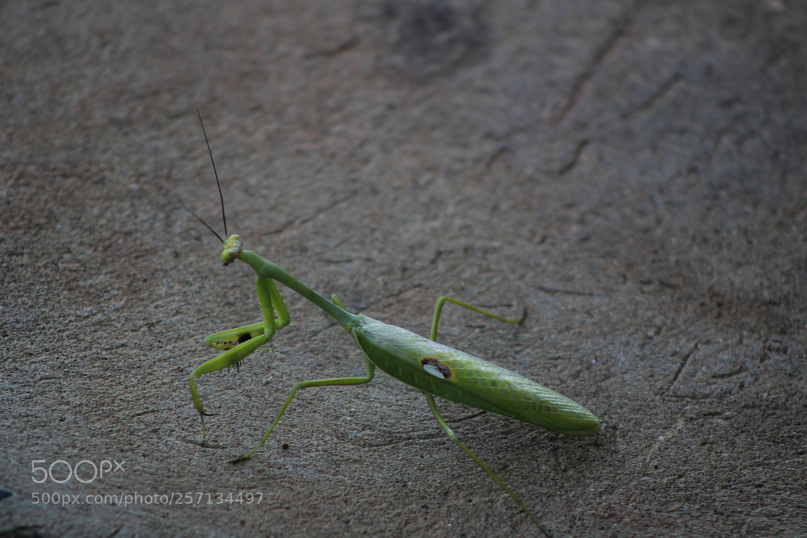 Canon EF 75-300mm f/4-5.6 sample photo. Esperanza photography