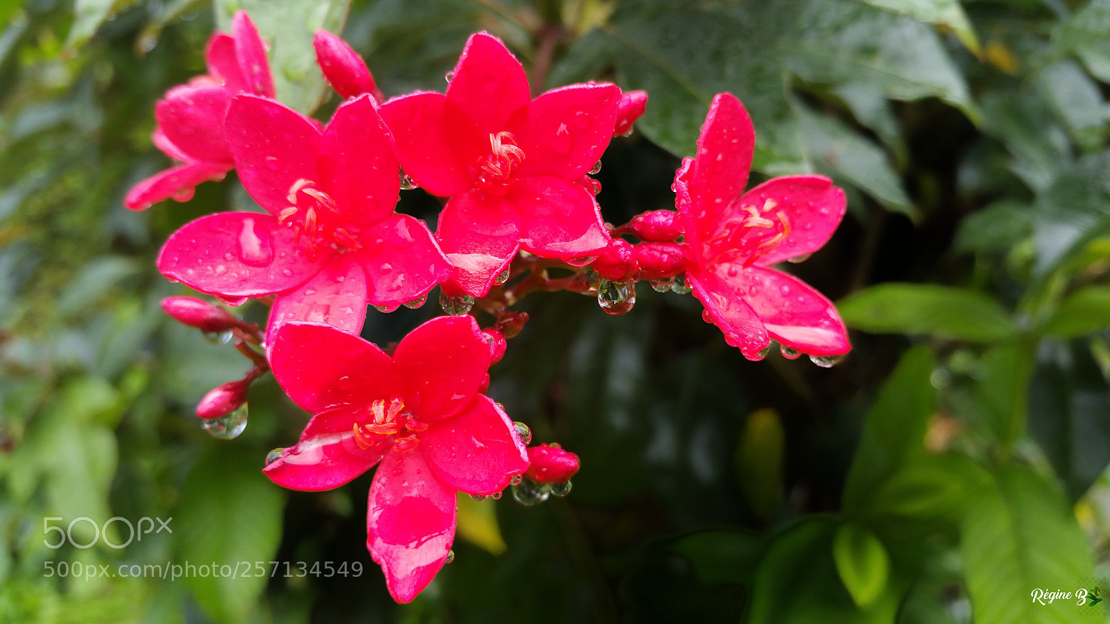 Samsung Galaxy Note4 sample photo. Few raindrops later... photography