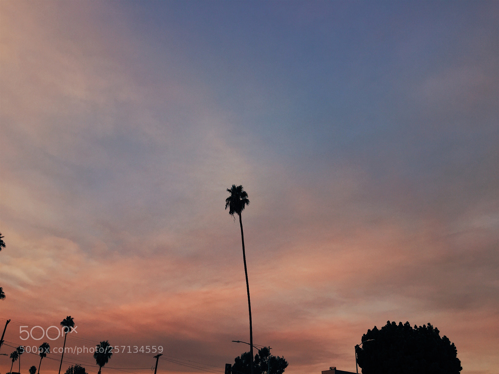 Apple iPhone 6 sample photo. Palm tree photography