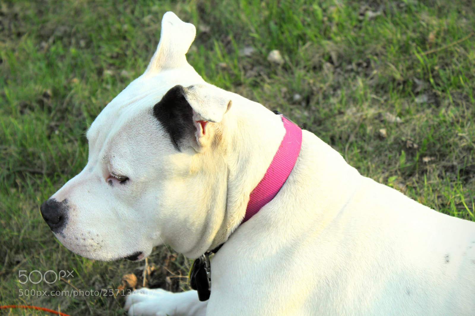 Canon EOS 500D (EOS Rebel T1i / EOS Kiss X3) sample photo. Jellybean sunbathing photography