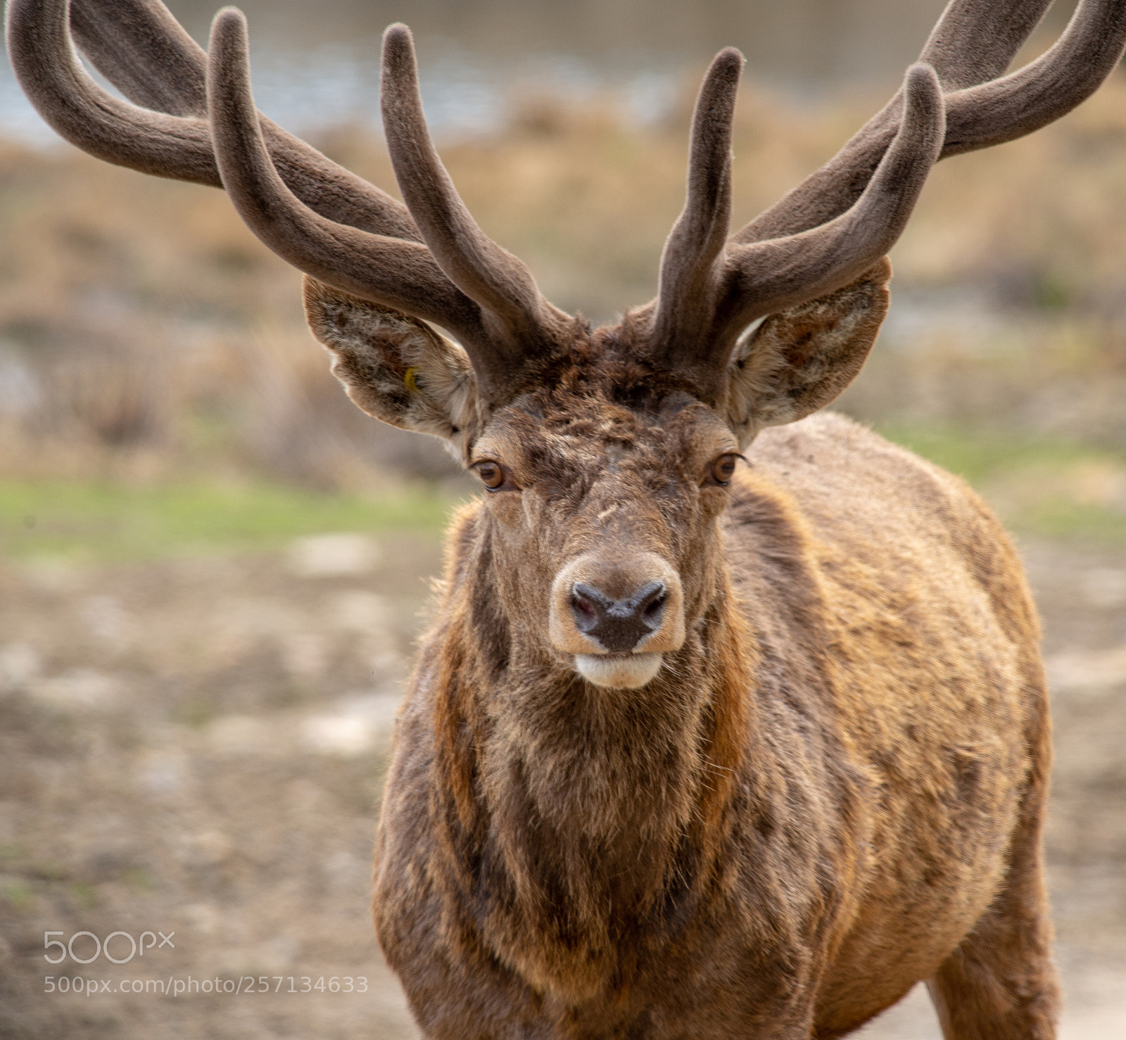 Nikon D610 sample photo. Wapiti photography