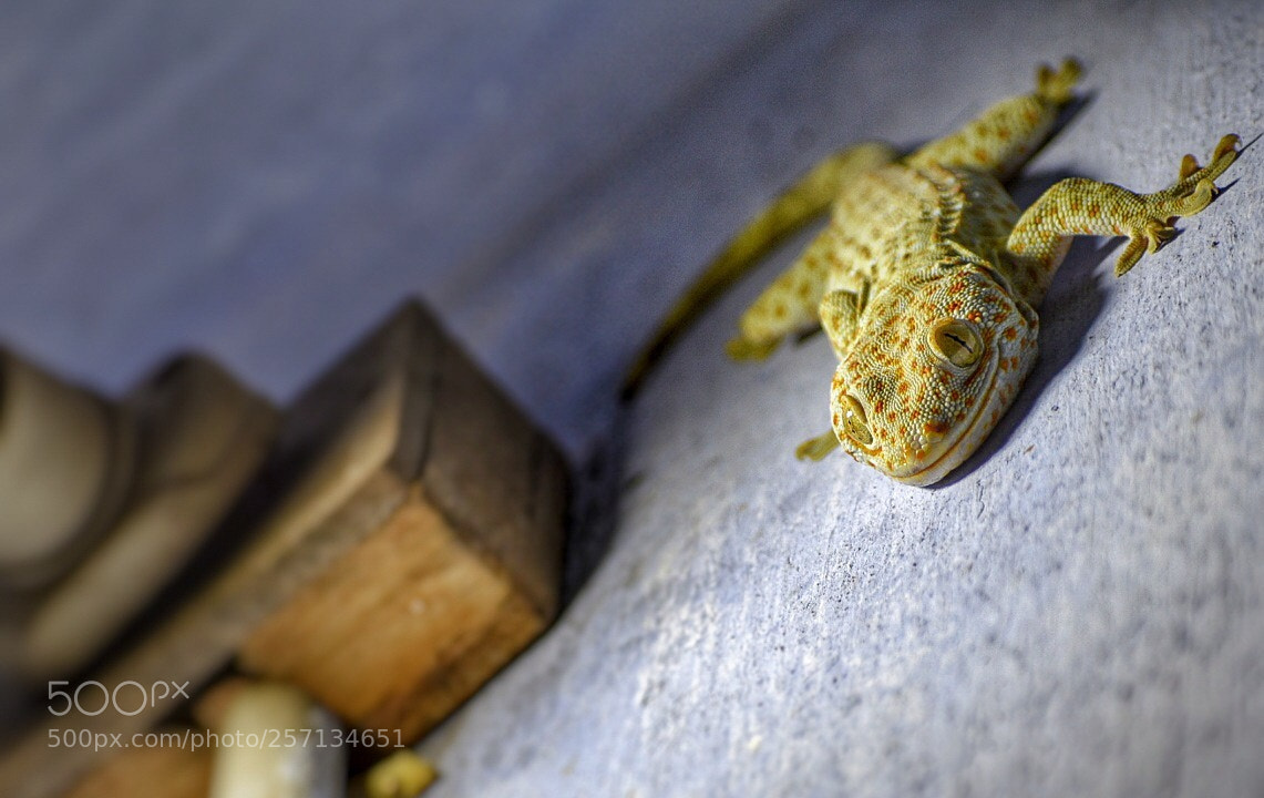 Nikon D5600 sample photo. Gecko  photography