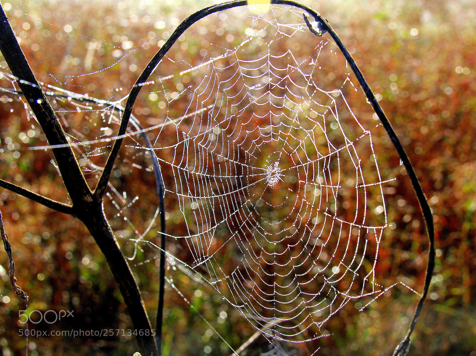 Canon EOS 7D sample photo. Untitled photography