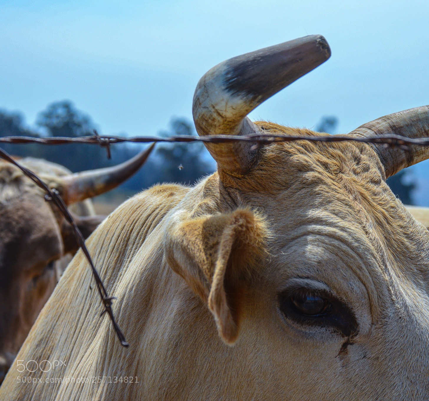 Nikon D3200 sample photo. Bullseye photography