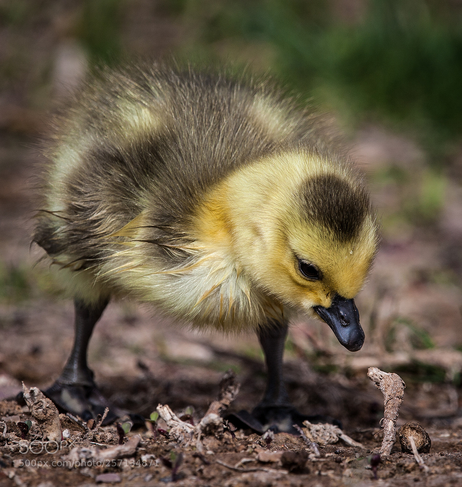 Canon EOS-1Ds Mark II sample photo. Gosling wonder photography