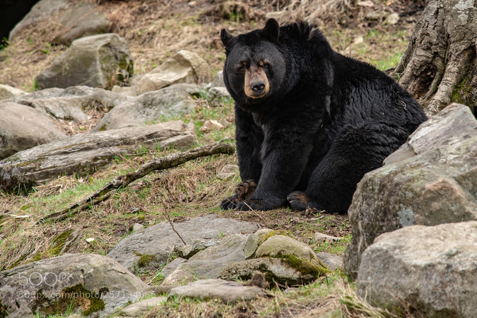 Nikon D610 sample photo. Black bear photography