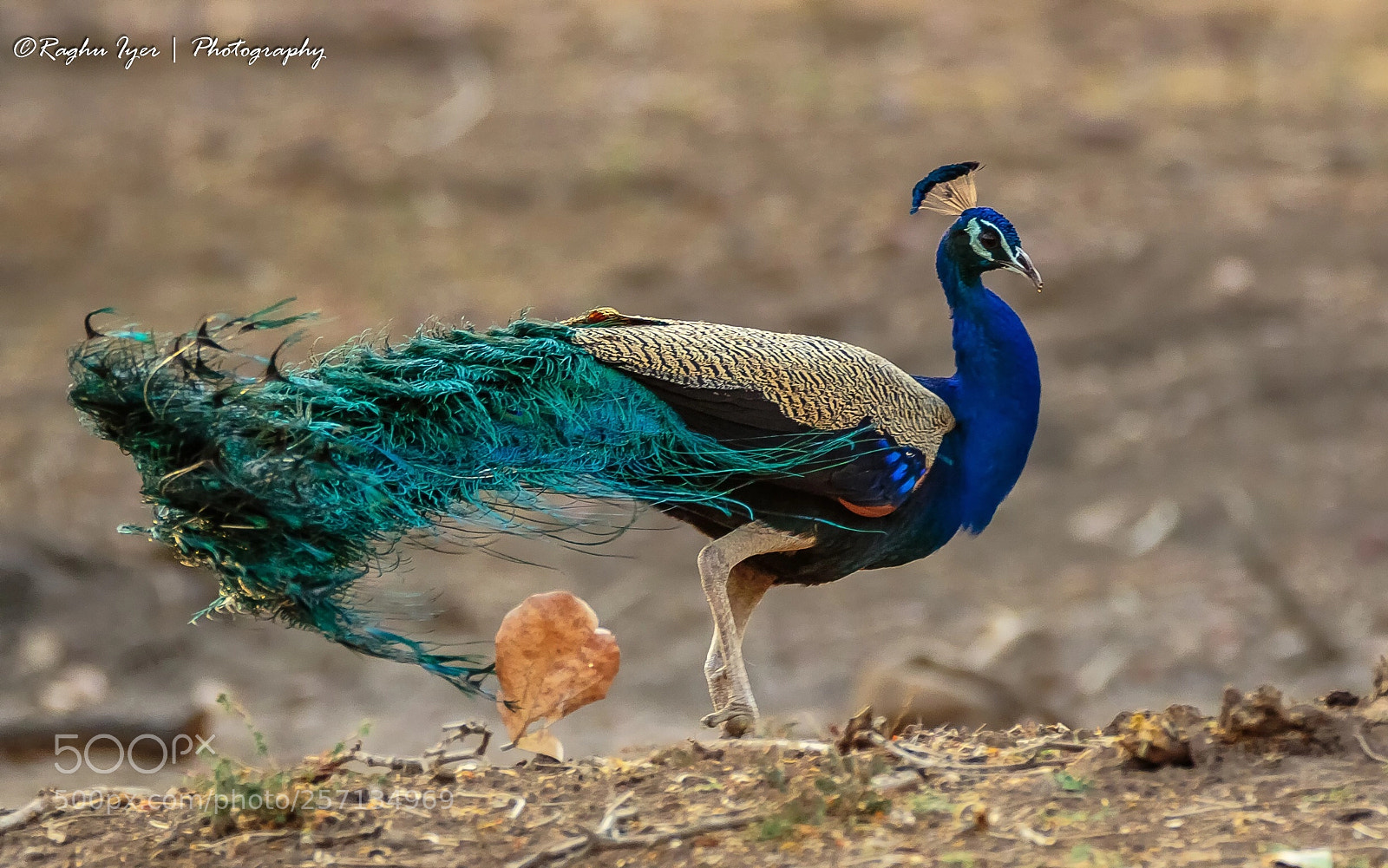Canon EOS 7D Mark II sample photo. Untitled photography