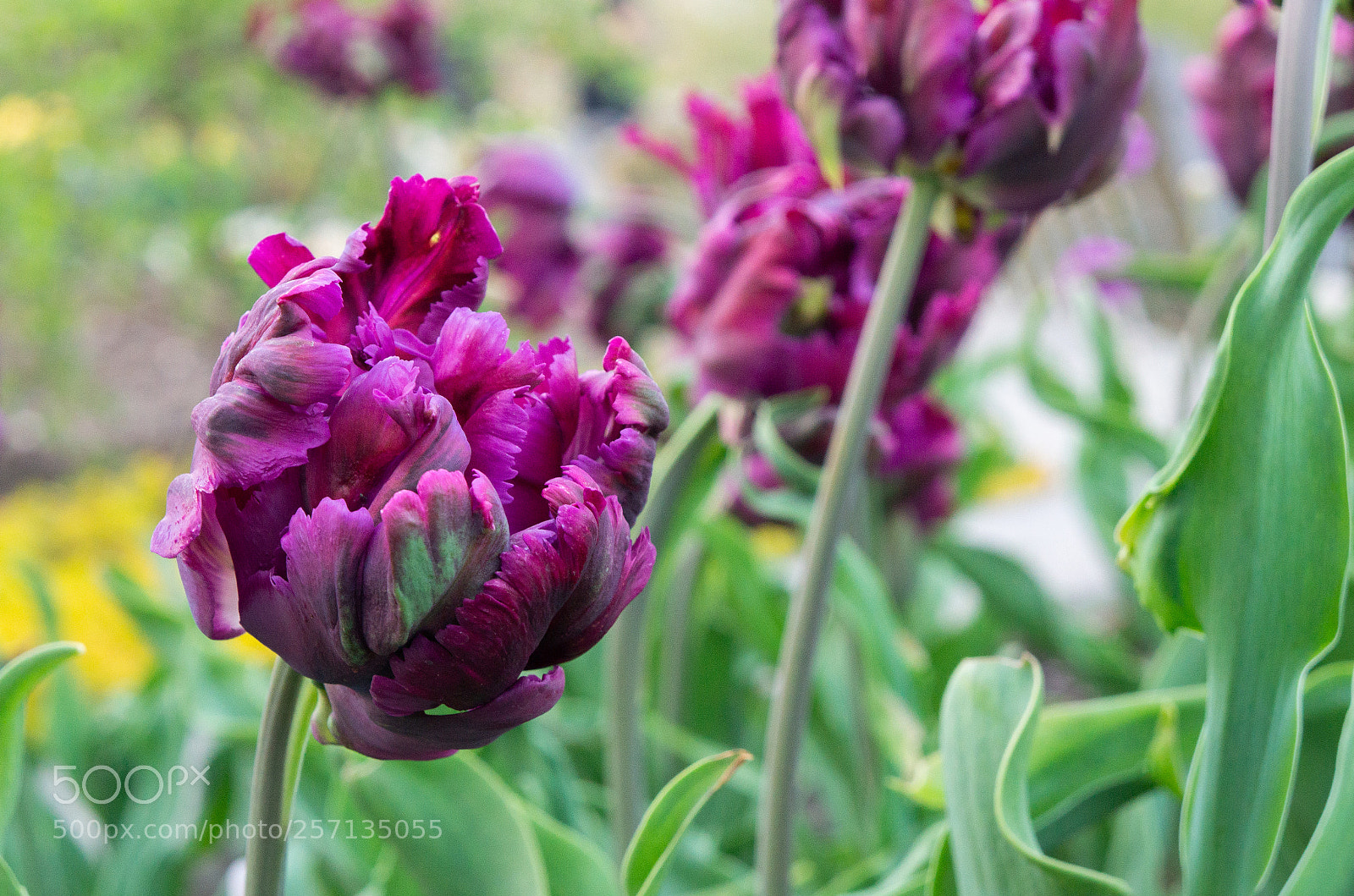 Sony Alpha NEX-7 sample photo. Untitled photography