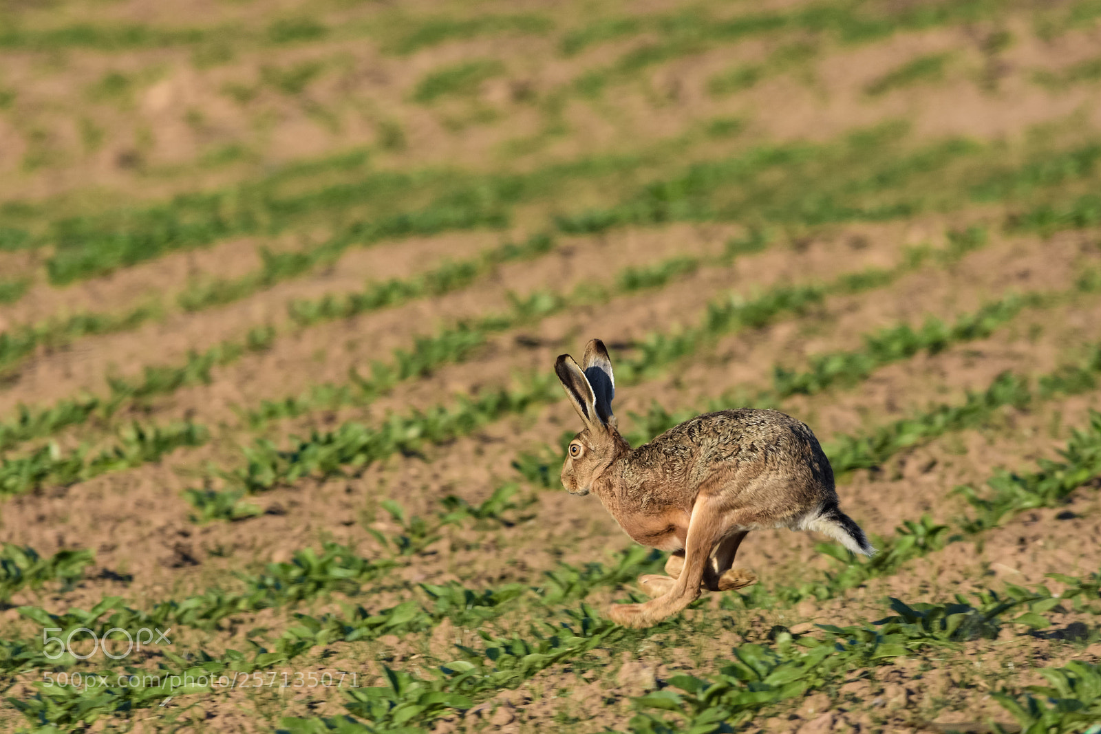 Nikon D7200 sample photo. 'run!' photography