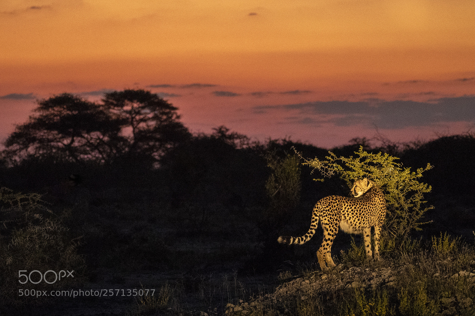 Canon EOS-1D X Mark II sample photo. Cheetah at sunset onguma photography