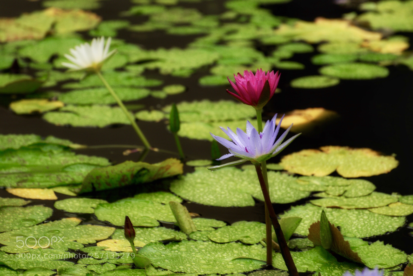 Nikon D3000 sample photo. Lilies photography