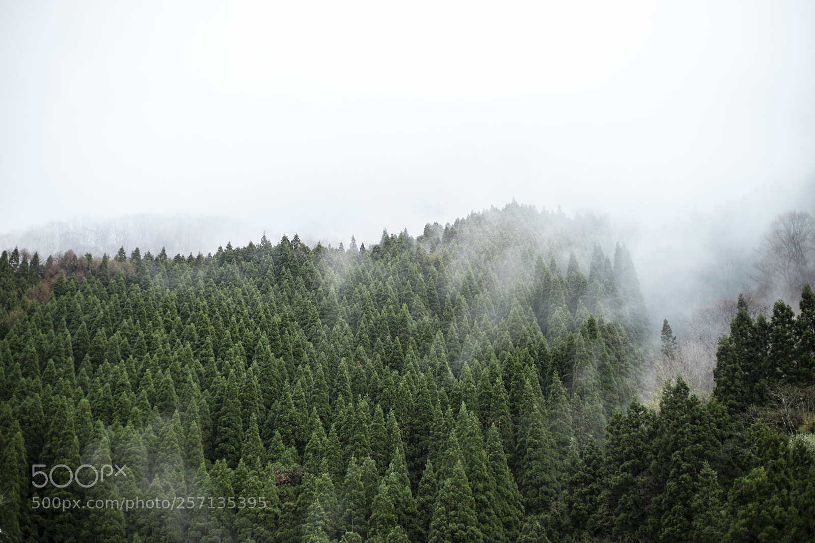 Canon EOS 6D Mark II sample photo. Evergreen nagano photography