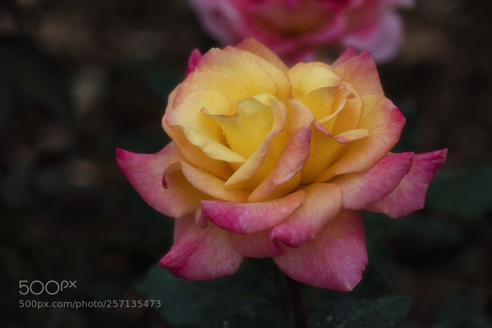 Sony a7R III sample photo. Sunset rose photography