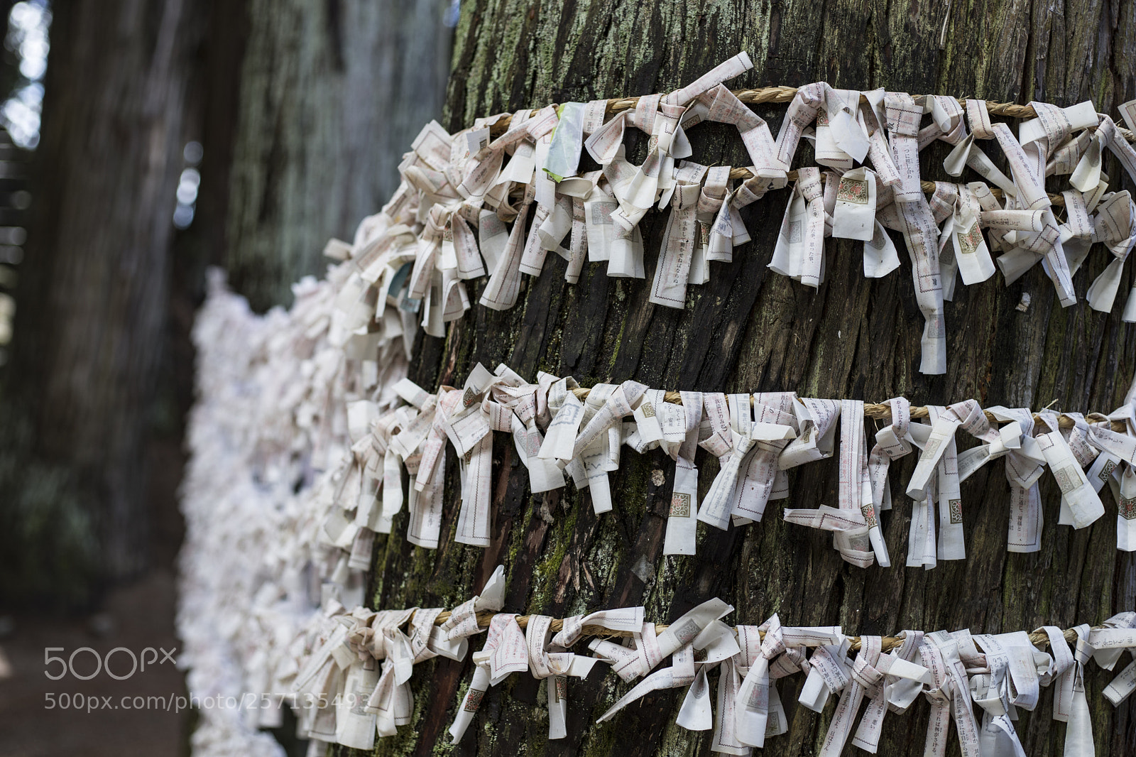 Canon EOS 6D Mark II sample photo. Fortune paper on a photography