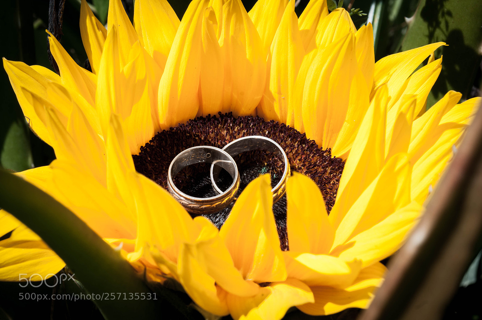 Nikon D5000 sample photo. Untitled photography
