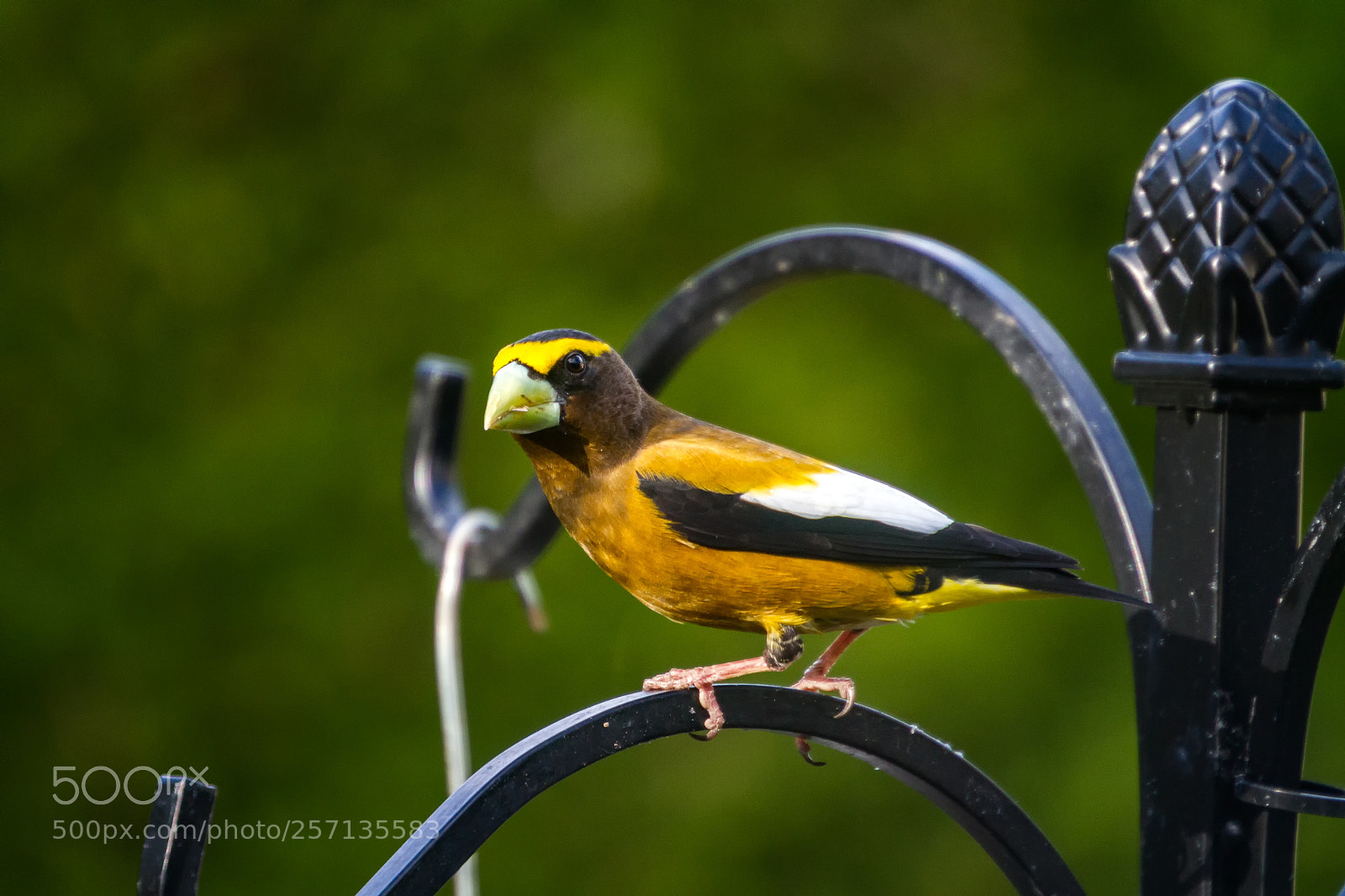 Canon EOS 7D sample photo. Evening grosbeak photography