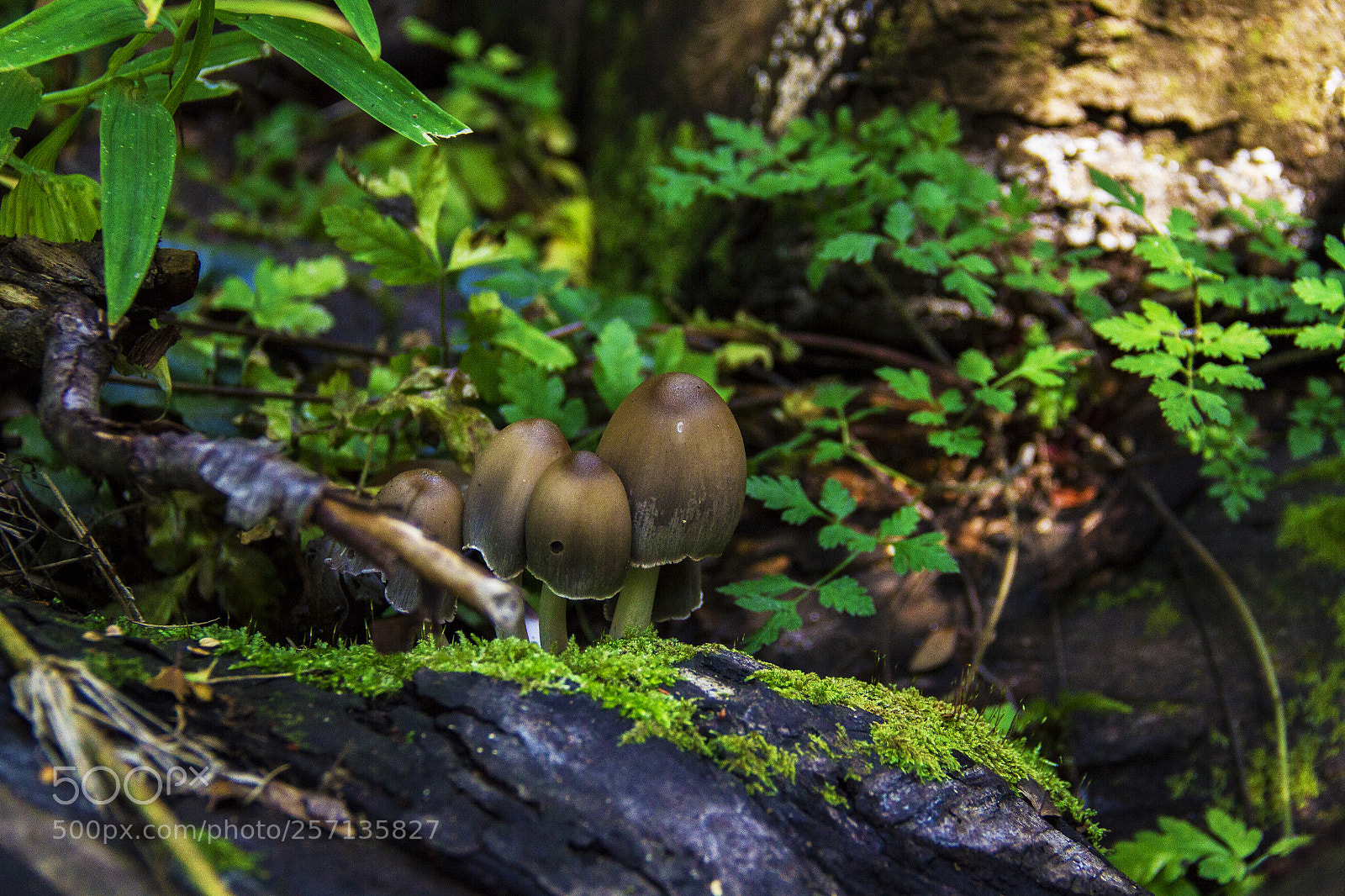 Canon EOS 7D sample photo. Mushroom photography