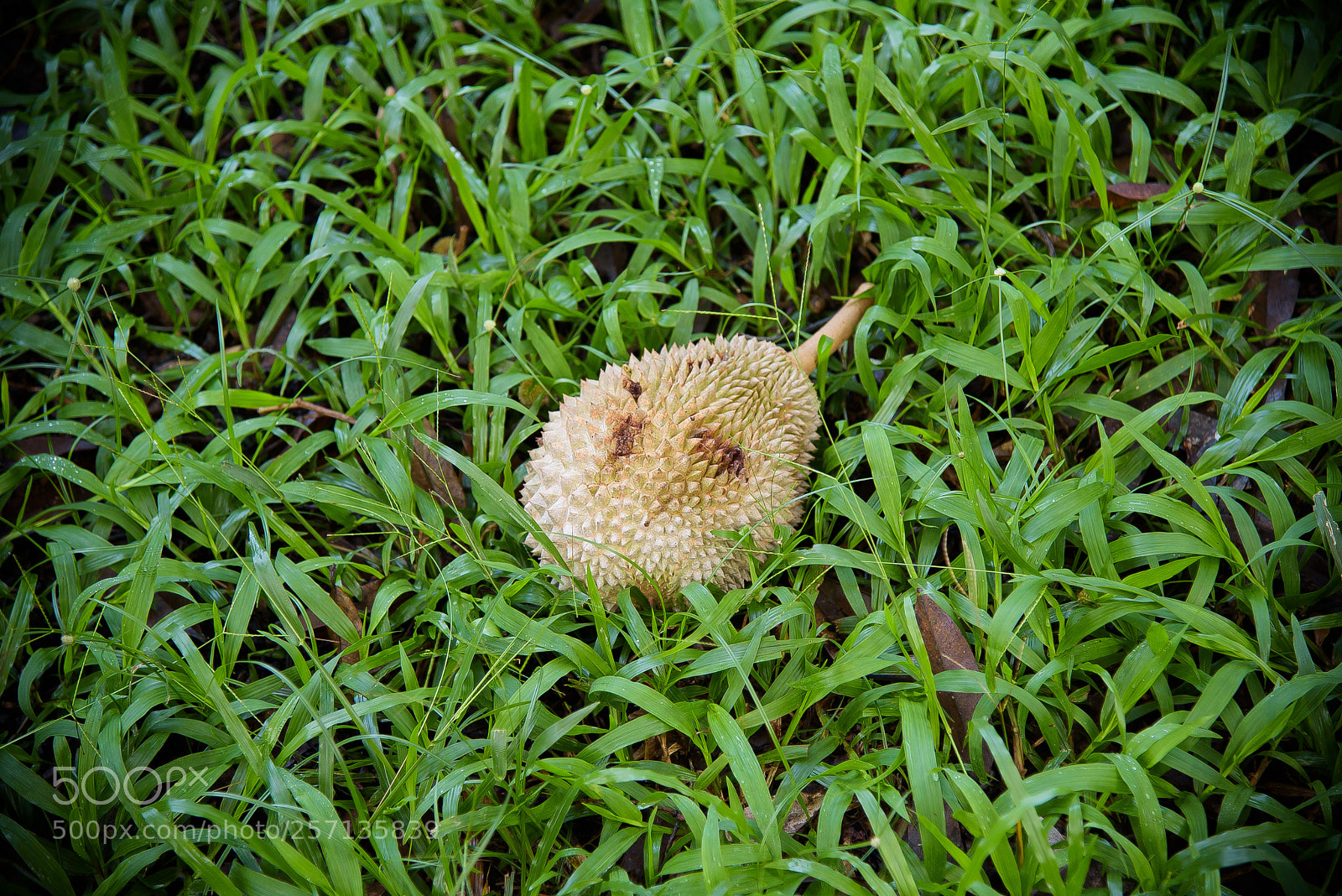 Nikon D750 sample photo. Durian worms photography