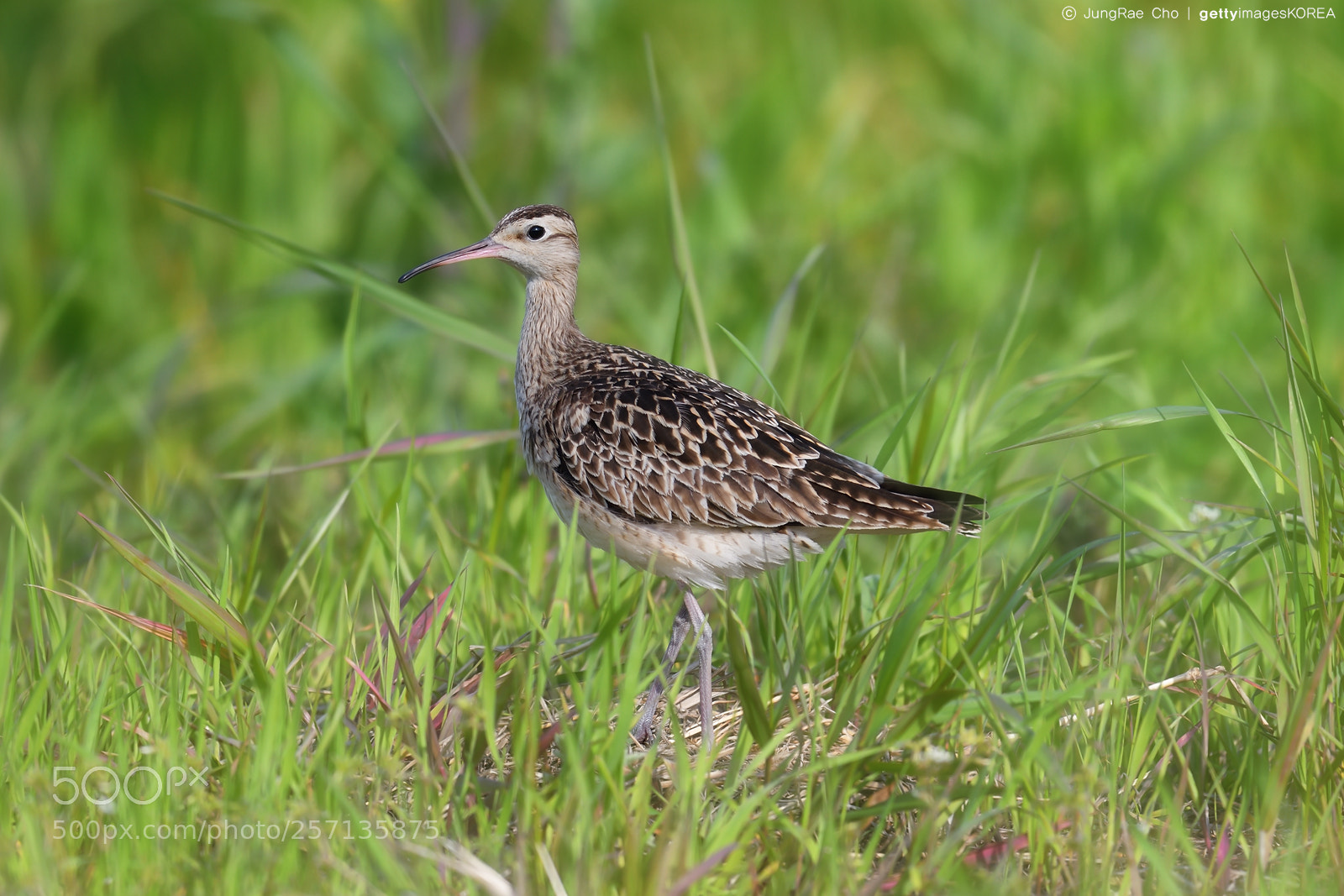 Nikon D850 sample photo. Little curlew photography