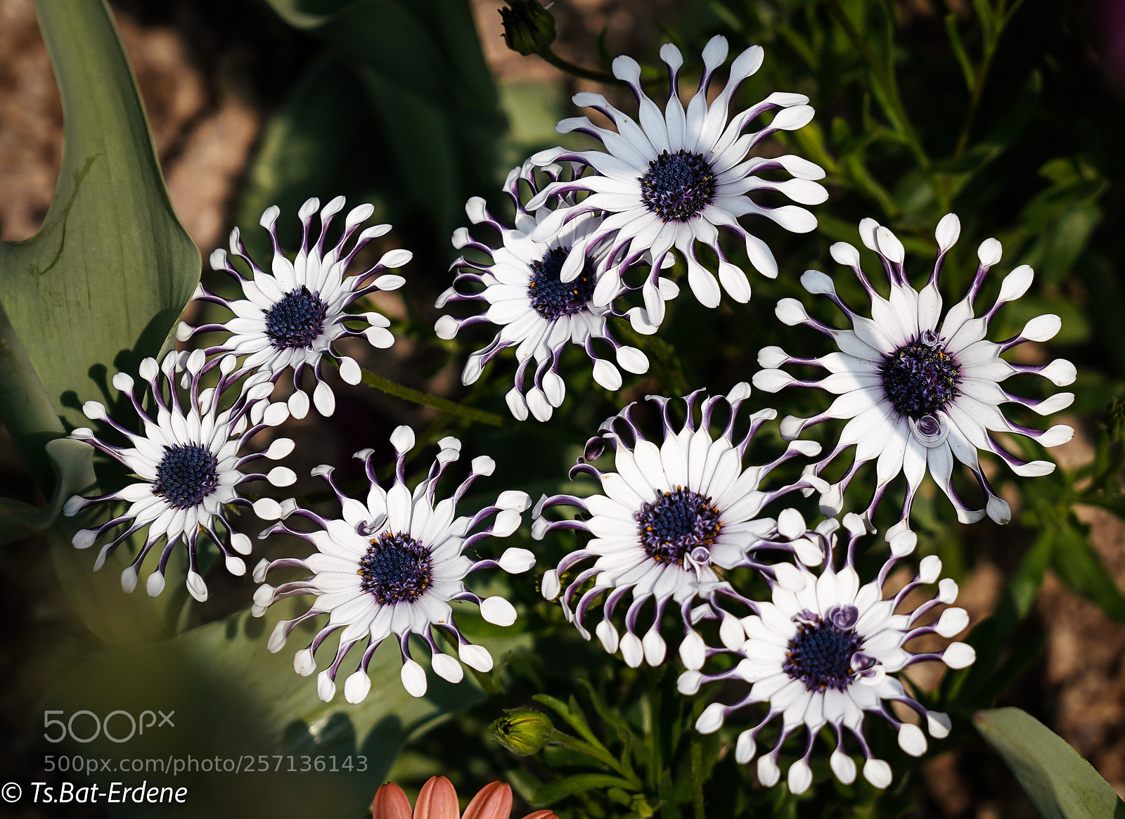 Sony a7R III sample photo. Like hand made photography