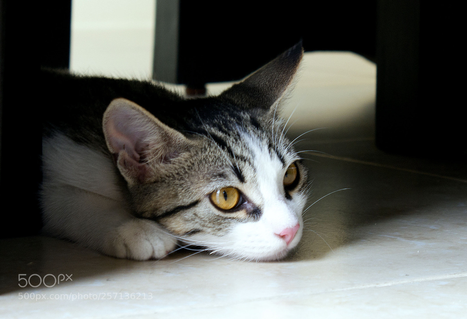 Canon EOS 1200D (EOS Rebel T5 / EOS Kiss X70 / EOS Hi) sample photo. Luna pensativa photography