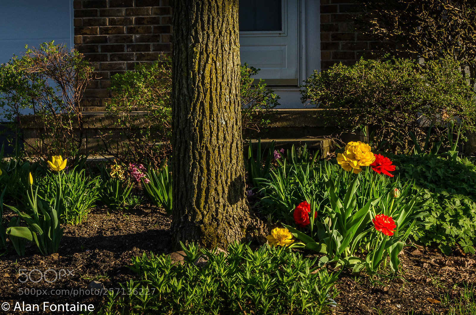 Nikon D7000 sample photo. Spring flowers photography