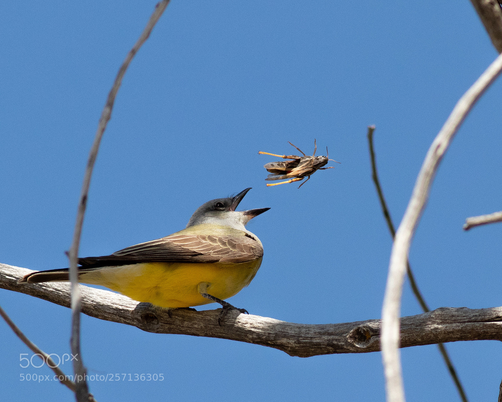 Canon EOS 80D sample photo. Western kingbird photography