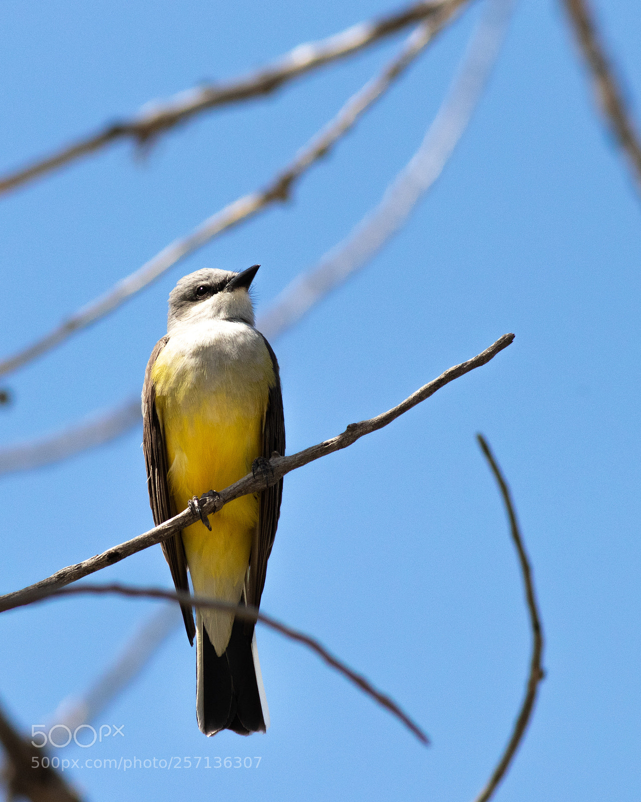 Canon EOS 80D sample photo. Western kingbird photography