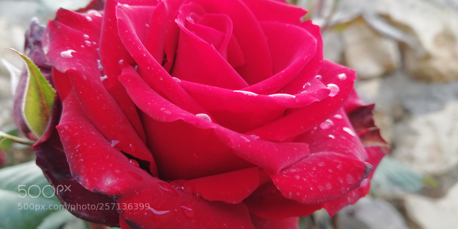 HUAWEI Mate 10 Lite sample photo. After rain photography