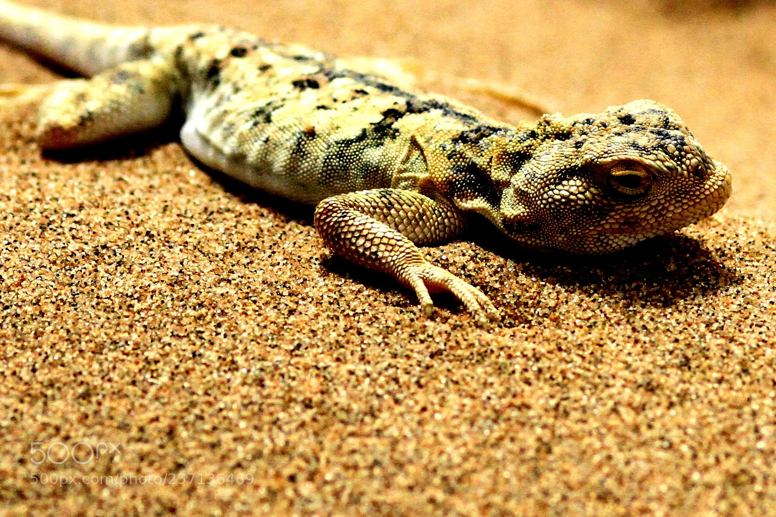Canon EOS 7D sample photo. Lizard photography